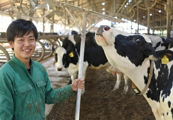 搾乳・哺育・給餌・清掃・飼養管理
