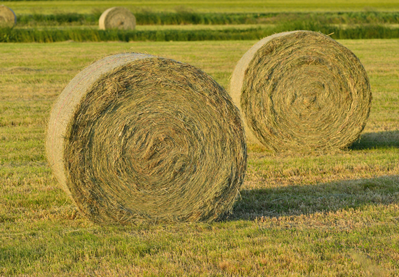 飼料作物・農作物の作付けから収穫